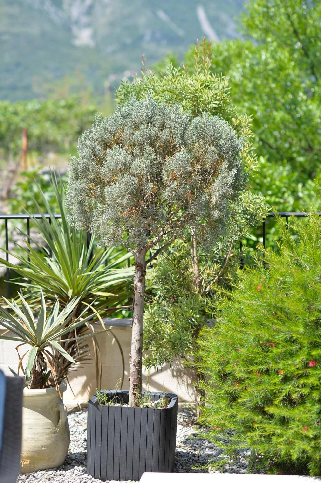 Apartments Boka Blue Dobrota Kotor Kültér fotó